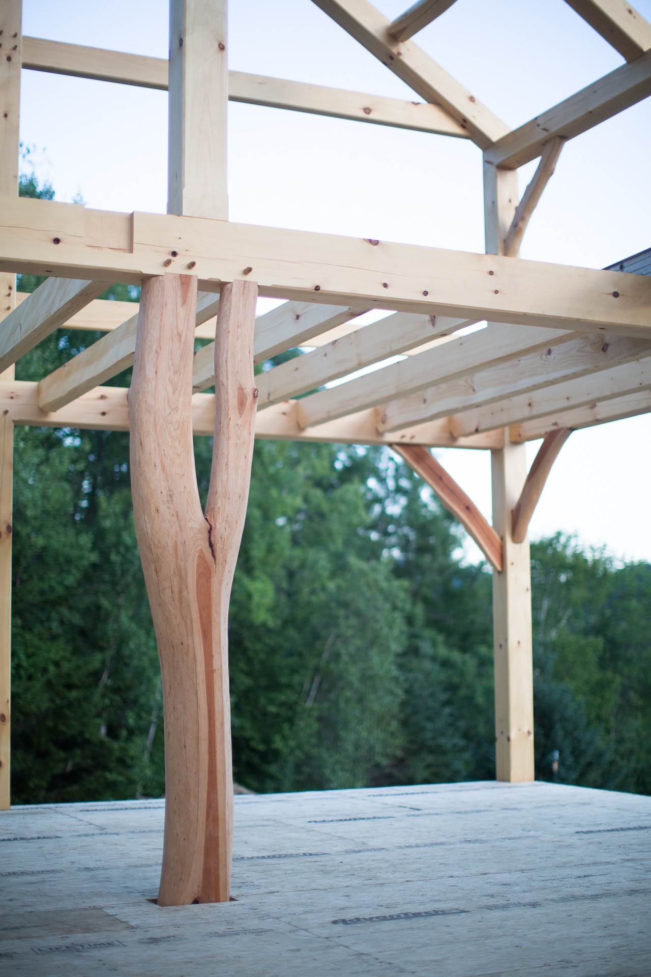 goosewing-timberworks-plotsky-frame1-32